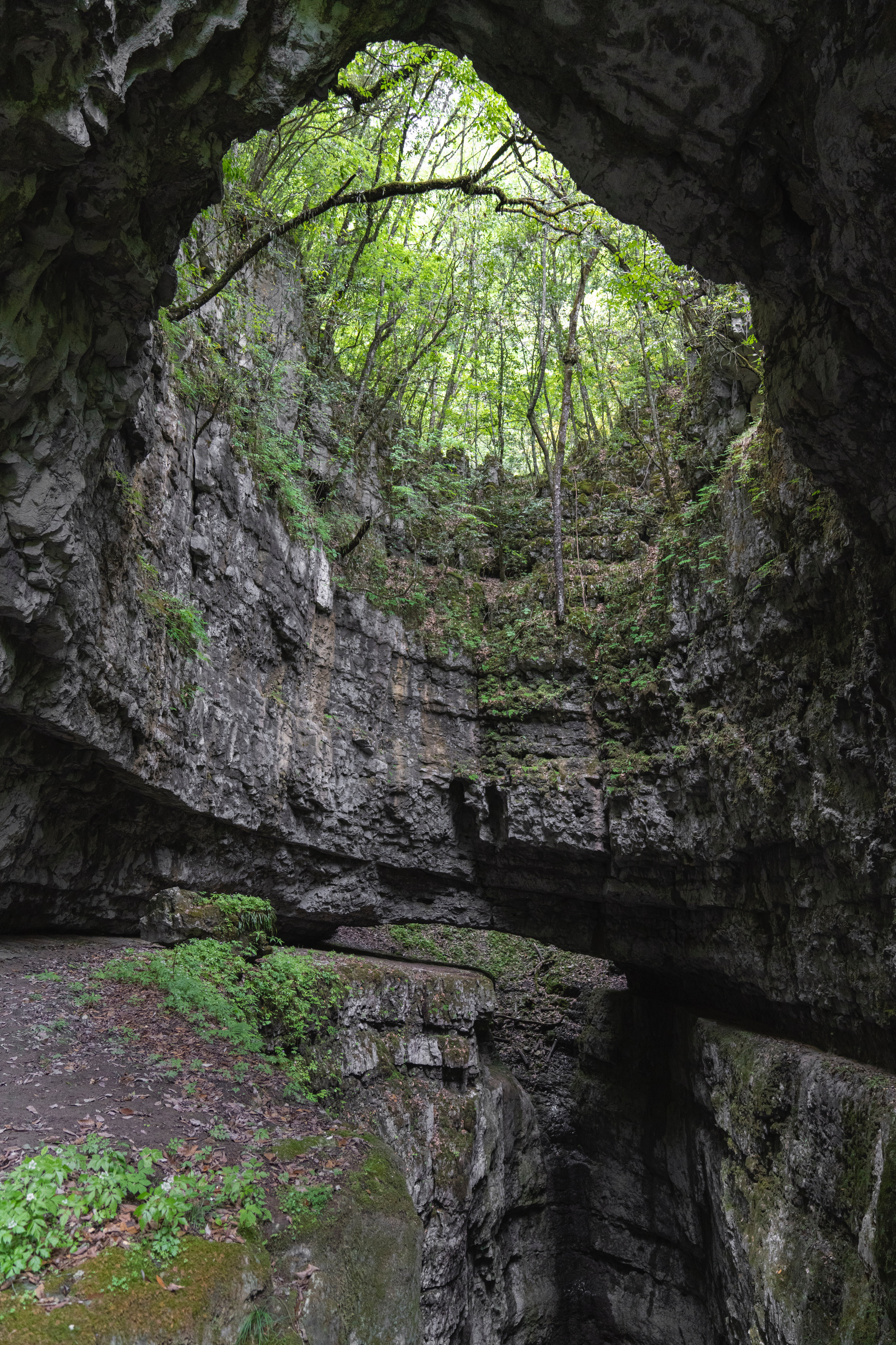 tress in upper part of cave